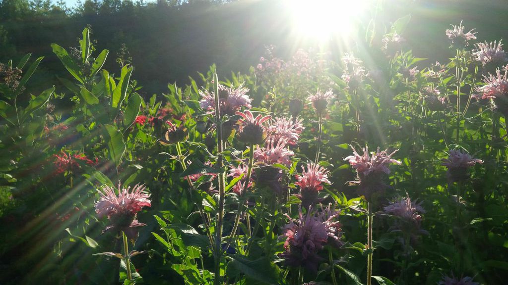 Sunlight streams through a field of pink wildflowers, creating a warm and serene scene with lens flare adding to the natural beauty.