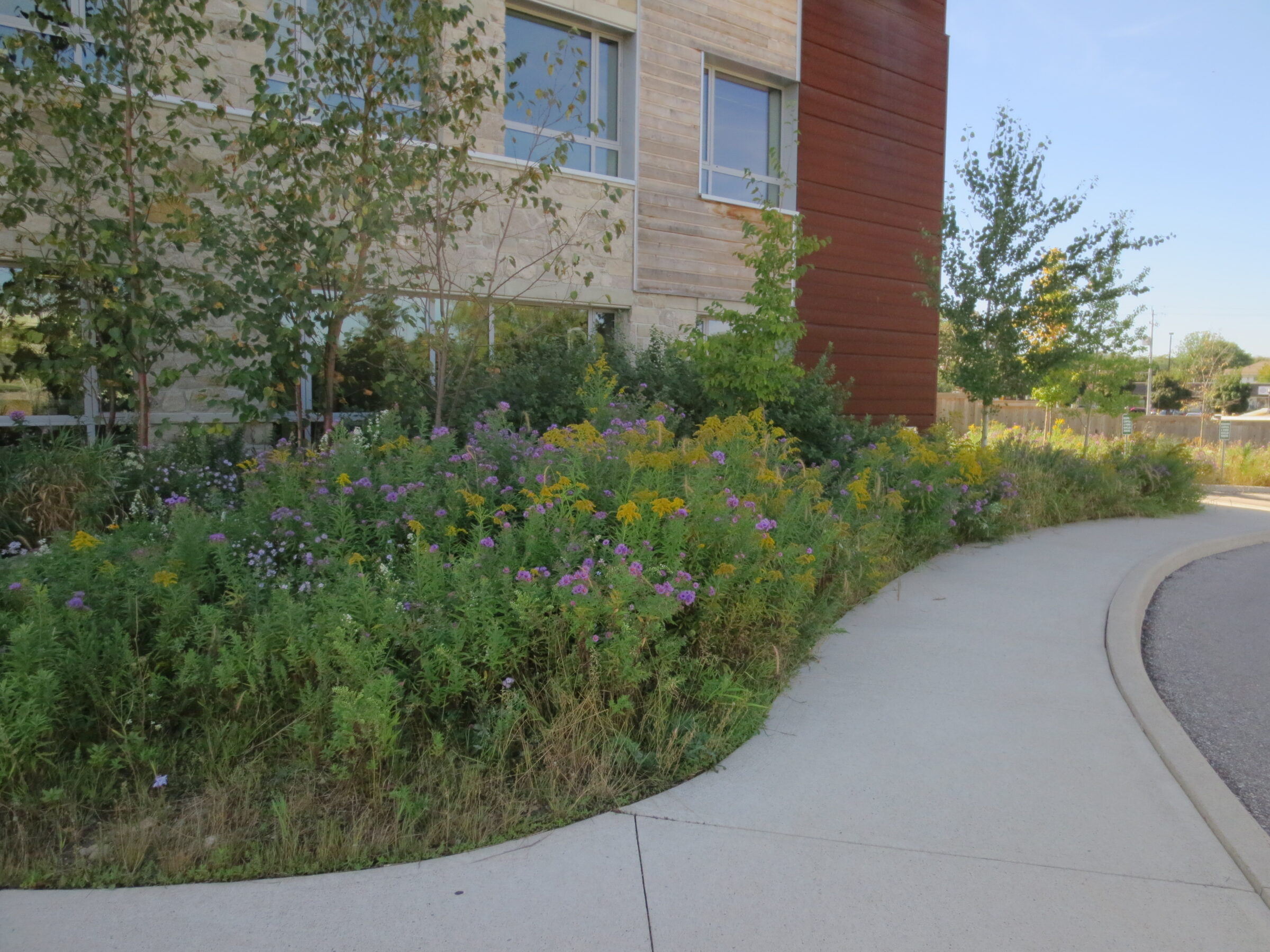 A curving concrete pathway surrounded by lush greenery and purple, yellow wildflowers. Modern buildings with stone and wood facade in the background.