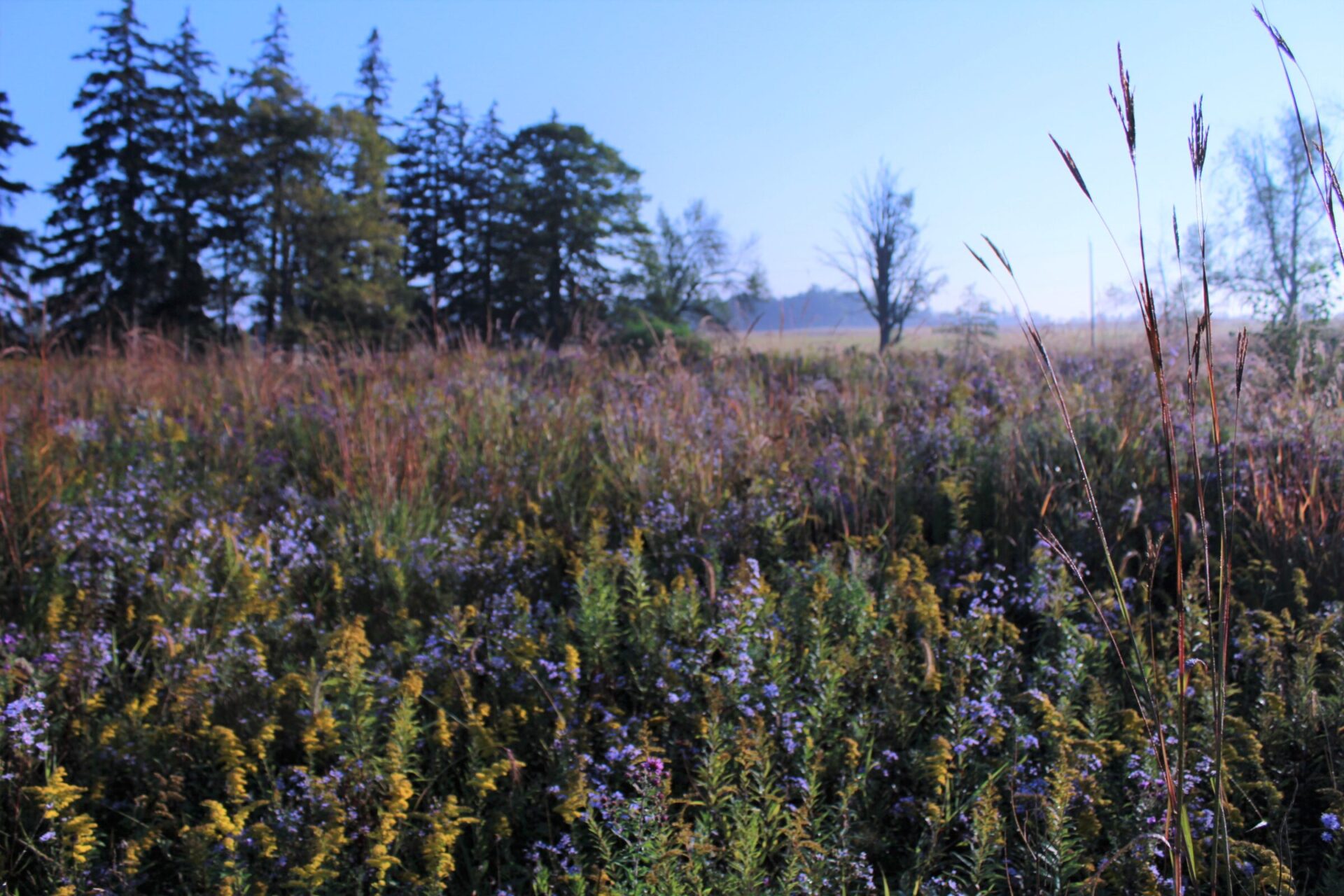 The image shows a wild meadow with a variety of grasses and wildflowers, under a clear blue sky, bordered by dense coniferous trees in the background.