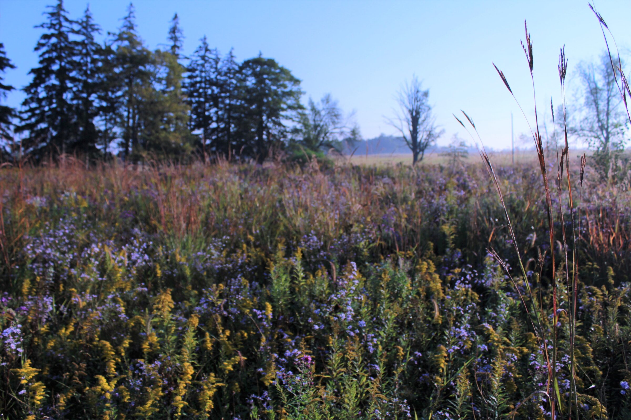 The image shows a wild meadow with a variety of grasses and wildflowers, under a clear blue sky, bordered by dense coniferous trees in the background.