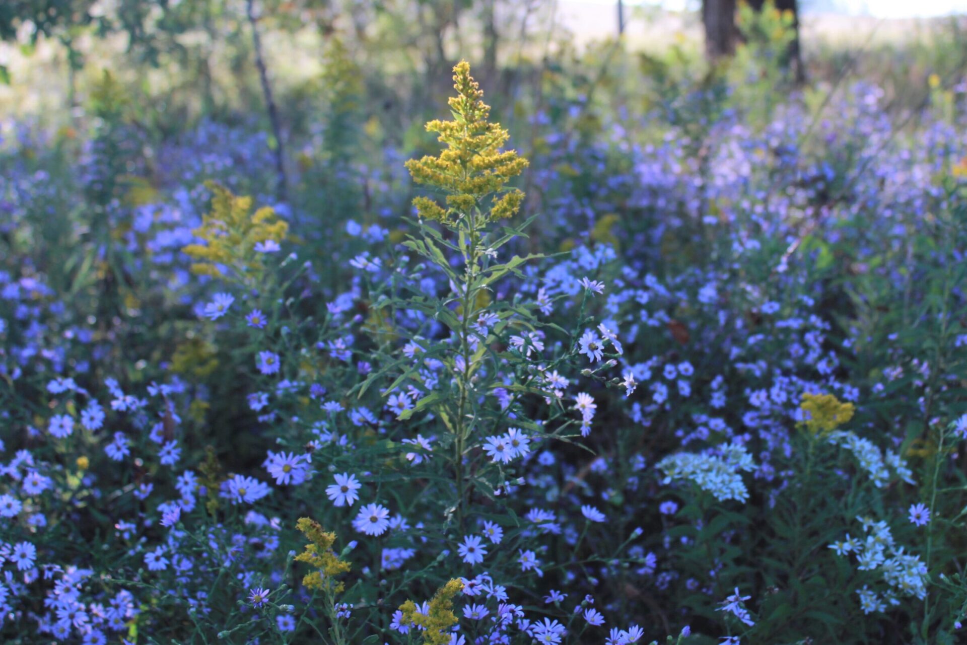 A vibrant yellow-flowered plant stands amid a field of purple wildflowers with lush green foliage, under a soft daylight ambiance.