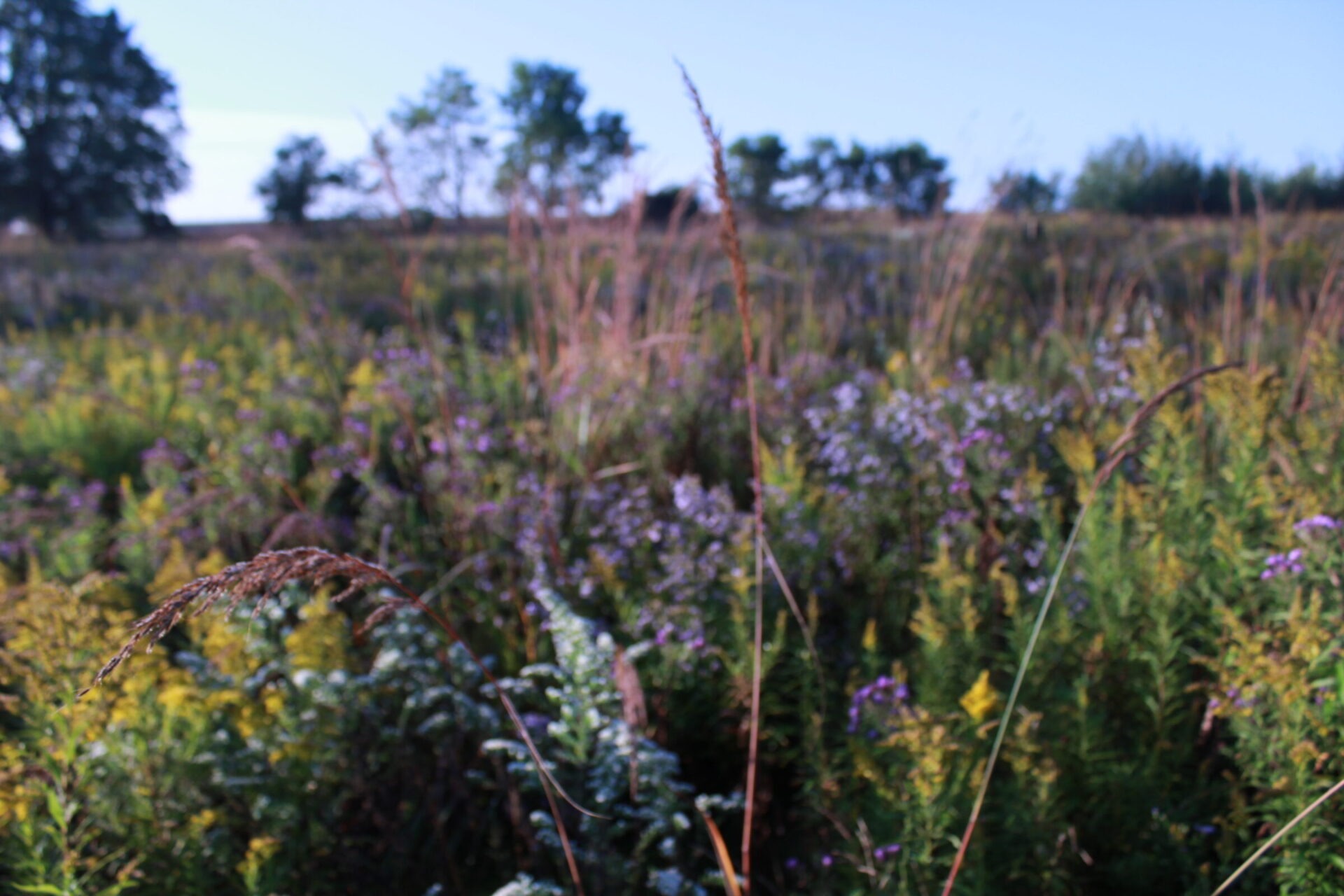 The image shows a blurred field with various wildflowers and grasses. Trees and blue sky can be seen in the background. It's daytime.