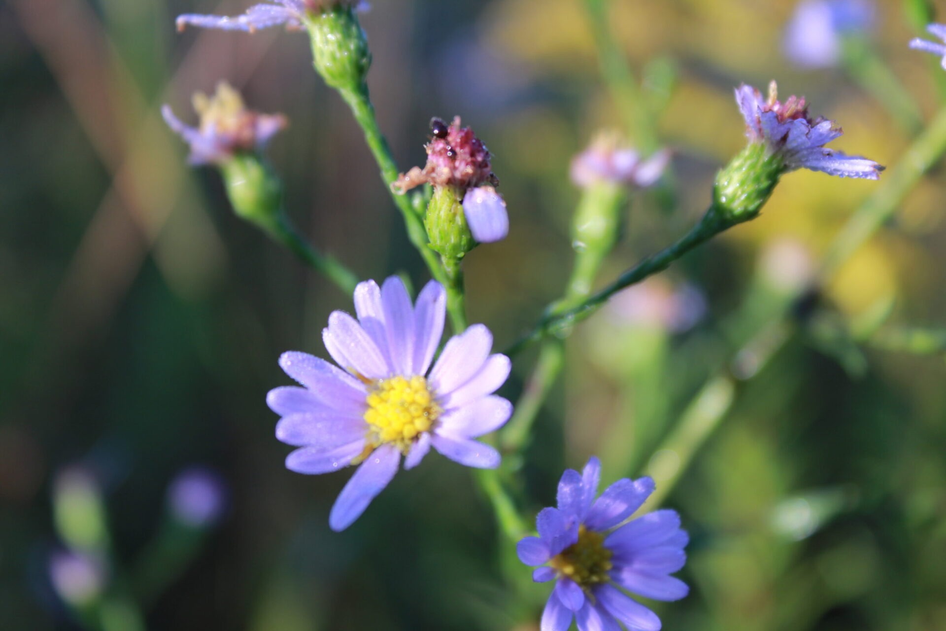 The image displays delicate purple wildflowers with yellow centers, glistening with dewdrops in the soft glow of morning light.