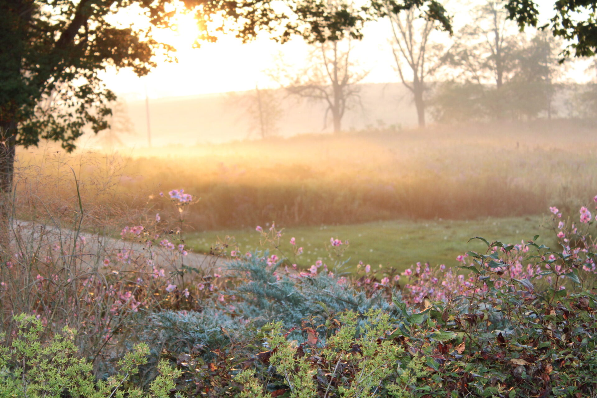 A serene sunrise illuminates a mist-covered field with delicate flowers in the foreground and silhouetted trees in the background, creating a tranquil atmosphere.