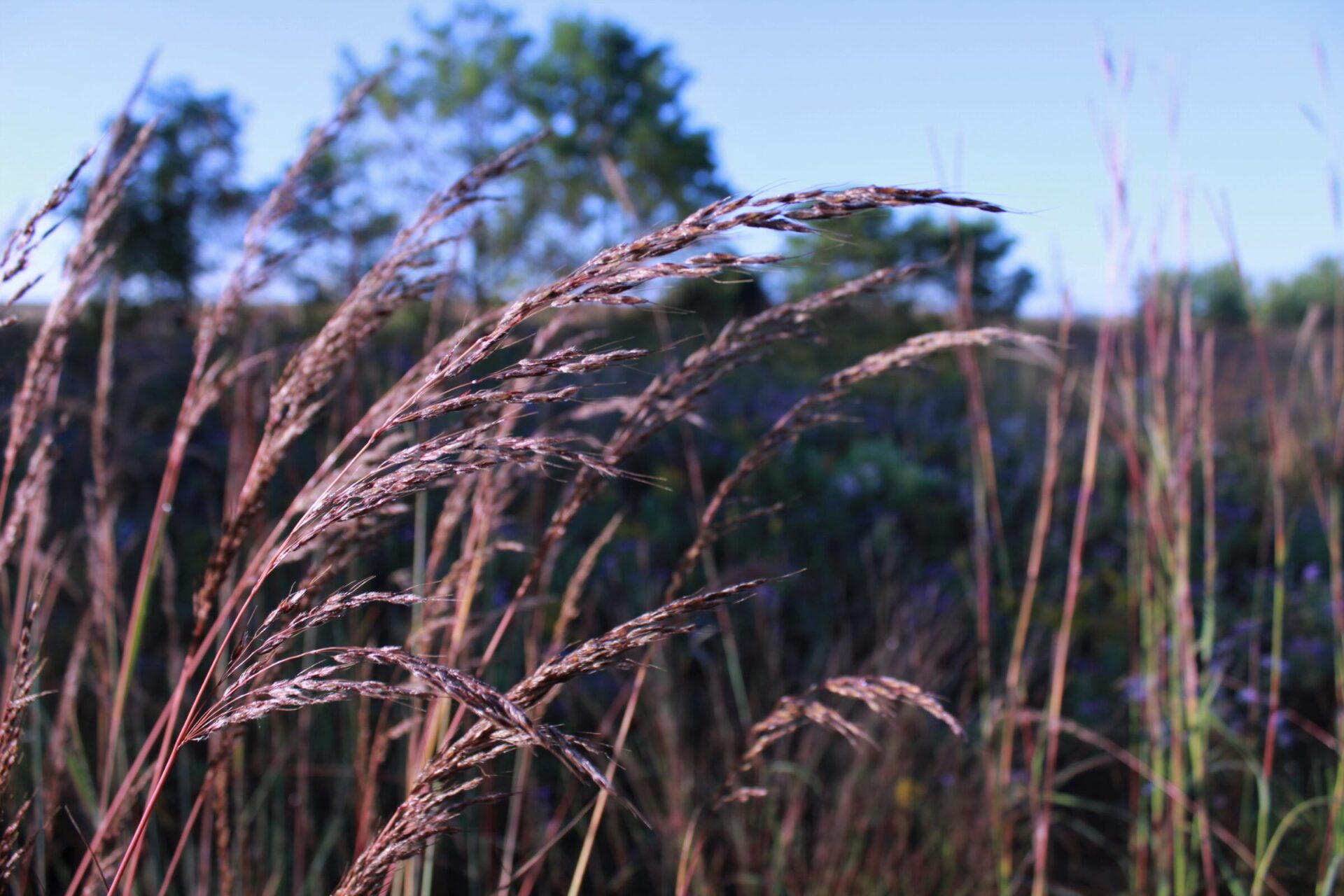 Several tall grass stems in focus in the foreground with a blurred background of trees and shrubs under a clear sky at dusk or dawn.