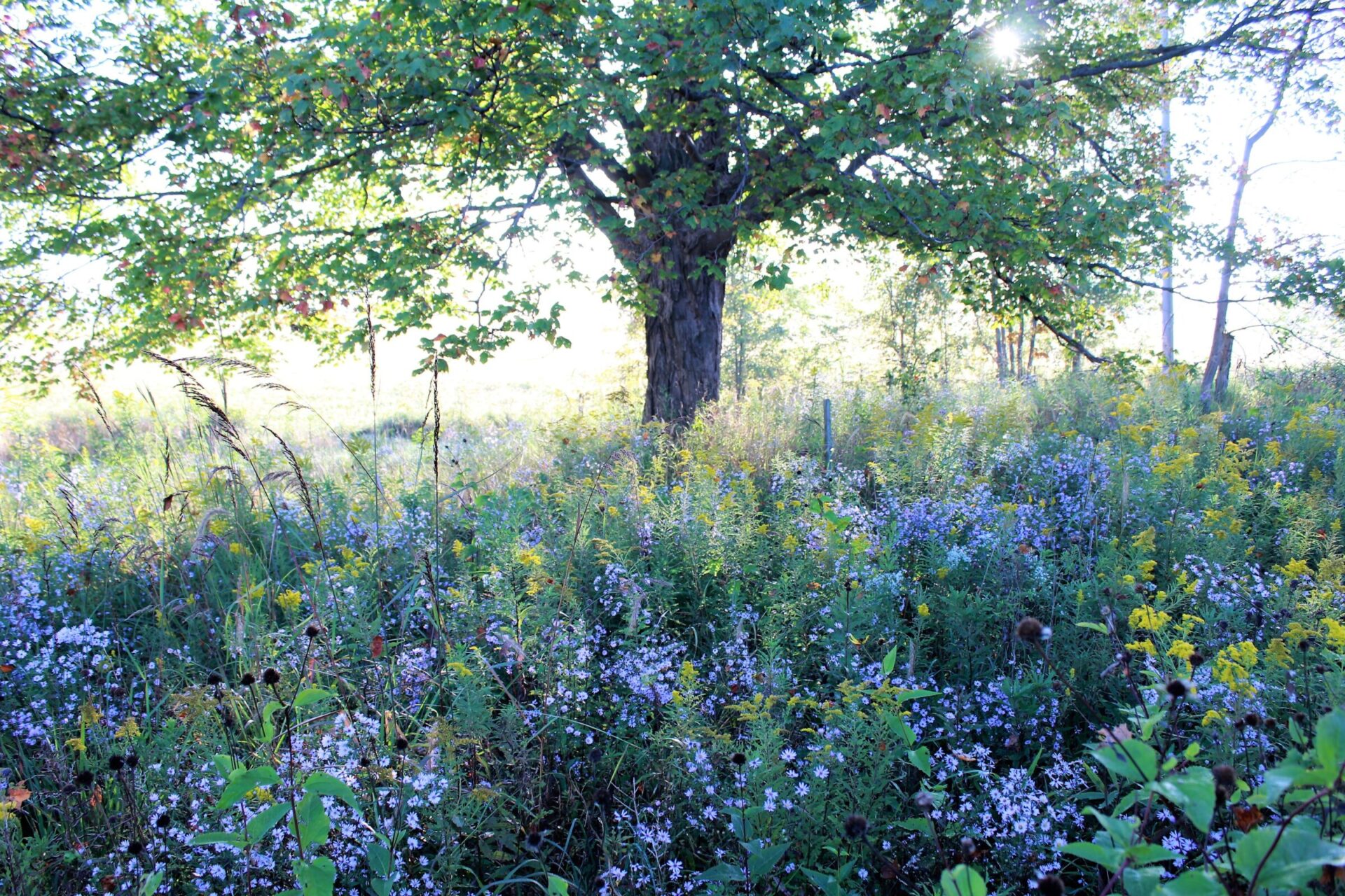 This image displays a lush meadow with a variety of wildflowers and grasses under a tree with sunlight filtering through the leaves.