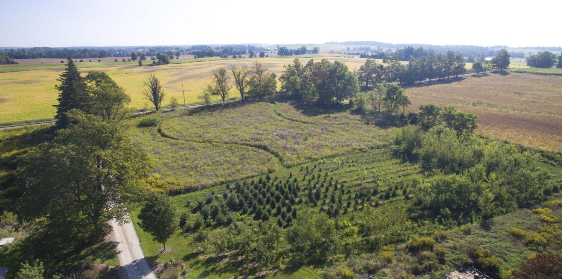 Aerial view of a rural landscape with fields, trees, a curvy path, and a dirt road under a clear sky. There are also young trees organized in rows.