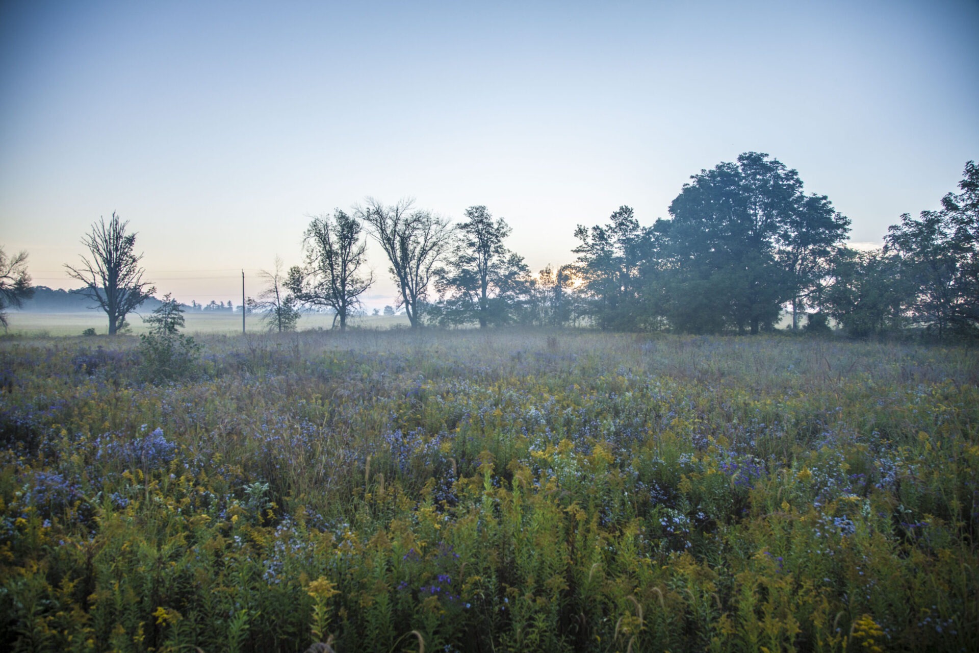 A peaceful meadow with wildflowers at sunrise, featuring silhouettes of trees against a soft sky, gently obscured by wisps of morning mist.