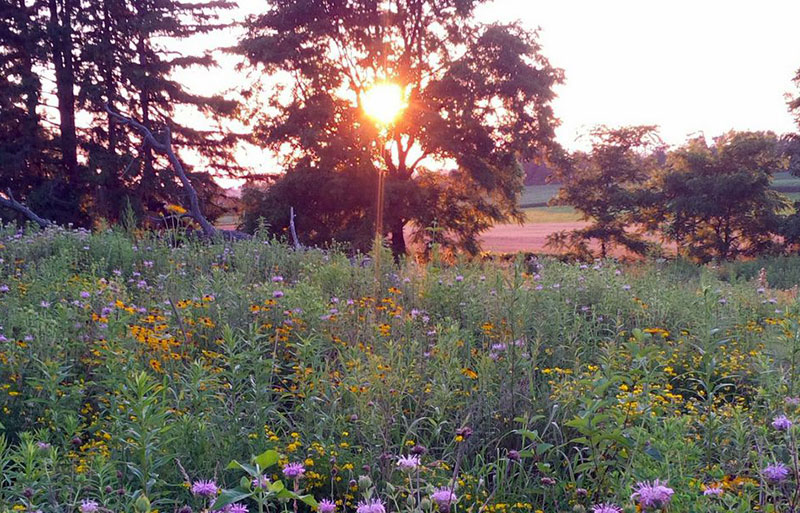 A serene sunset filters through trees in a countryside setting, casting a warm glow over a wildflower meadow with purple and yellow blooms.