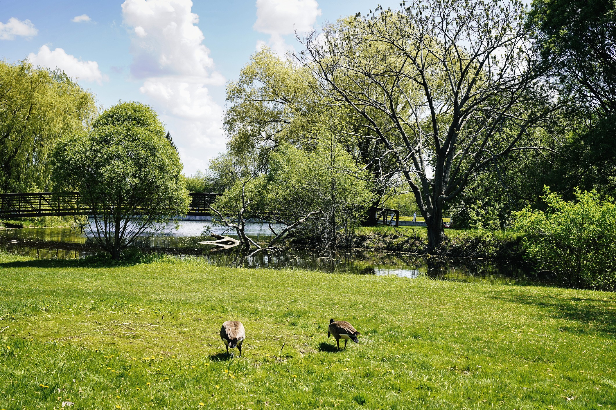 A serene park scene with two geese on grass, lush green trees, a reflective pond, and a wooden bridge in the background under a blue sky.