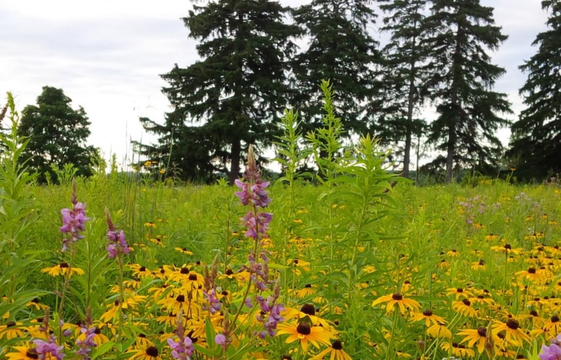 A vibrant field with yellow and purple wildflowers, tall green grass, and towering evergreen trees under a cloudy sky. A peaceful natural landscape.