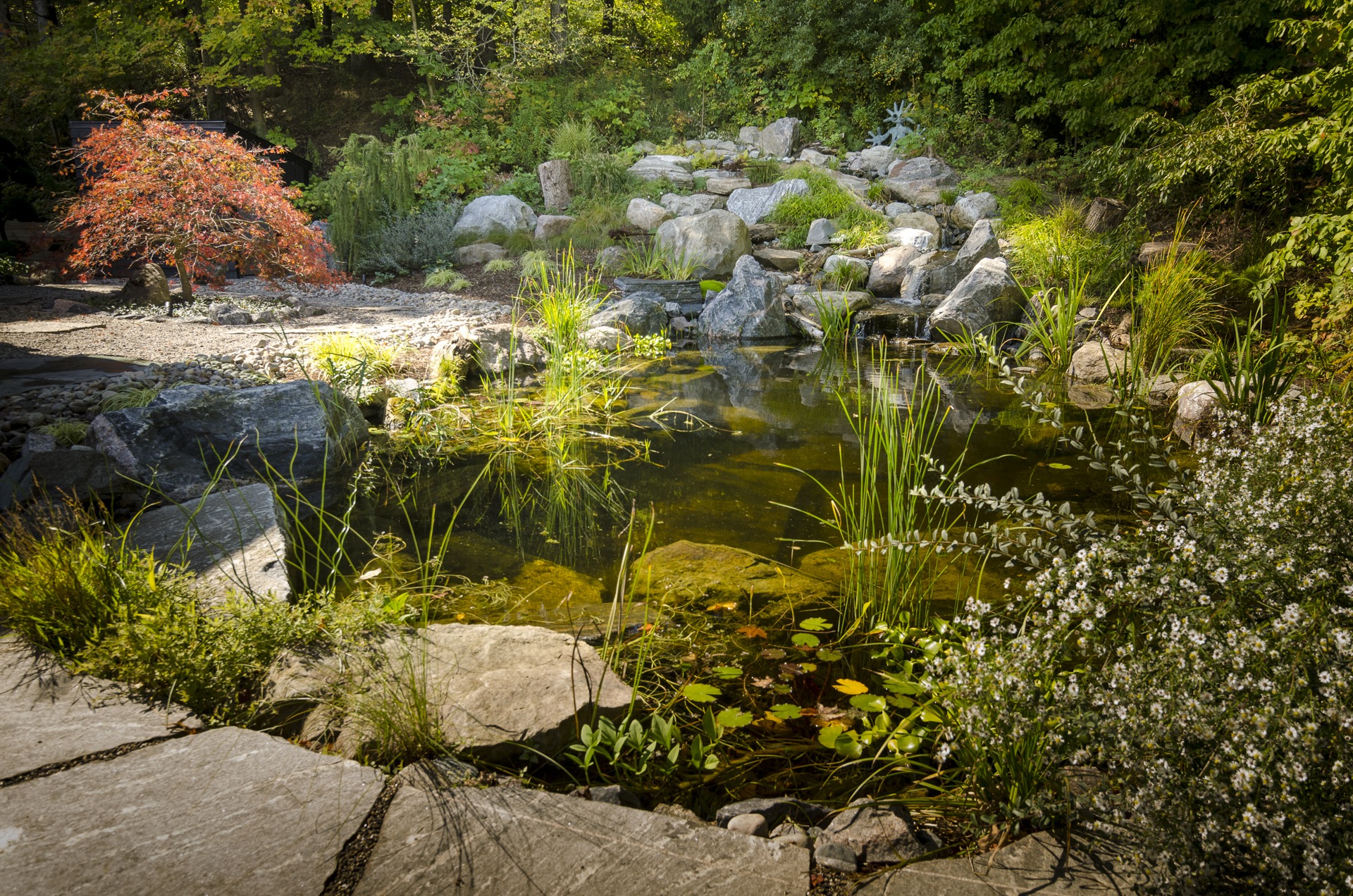 A serene garden pond surrounded by rocks, diverse plants, and a red tree. Sunlight filters through foliage, highlighting tranquil water and the rocky edge.