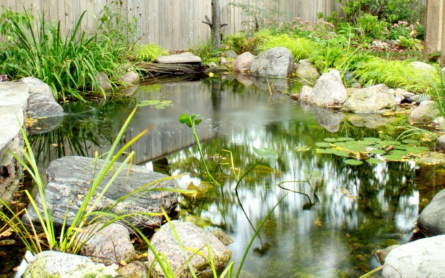 A tranquil garden pond with lily pads and rocks, surrounded by lush greenery, enclosed by a wooden fence. No people are present.