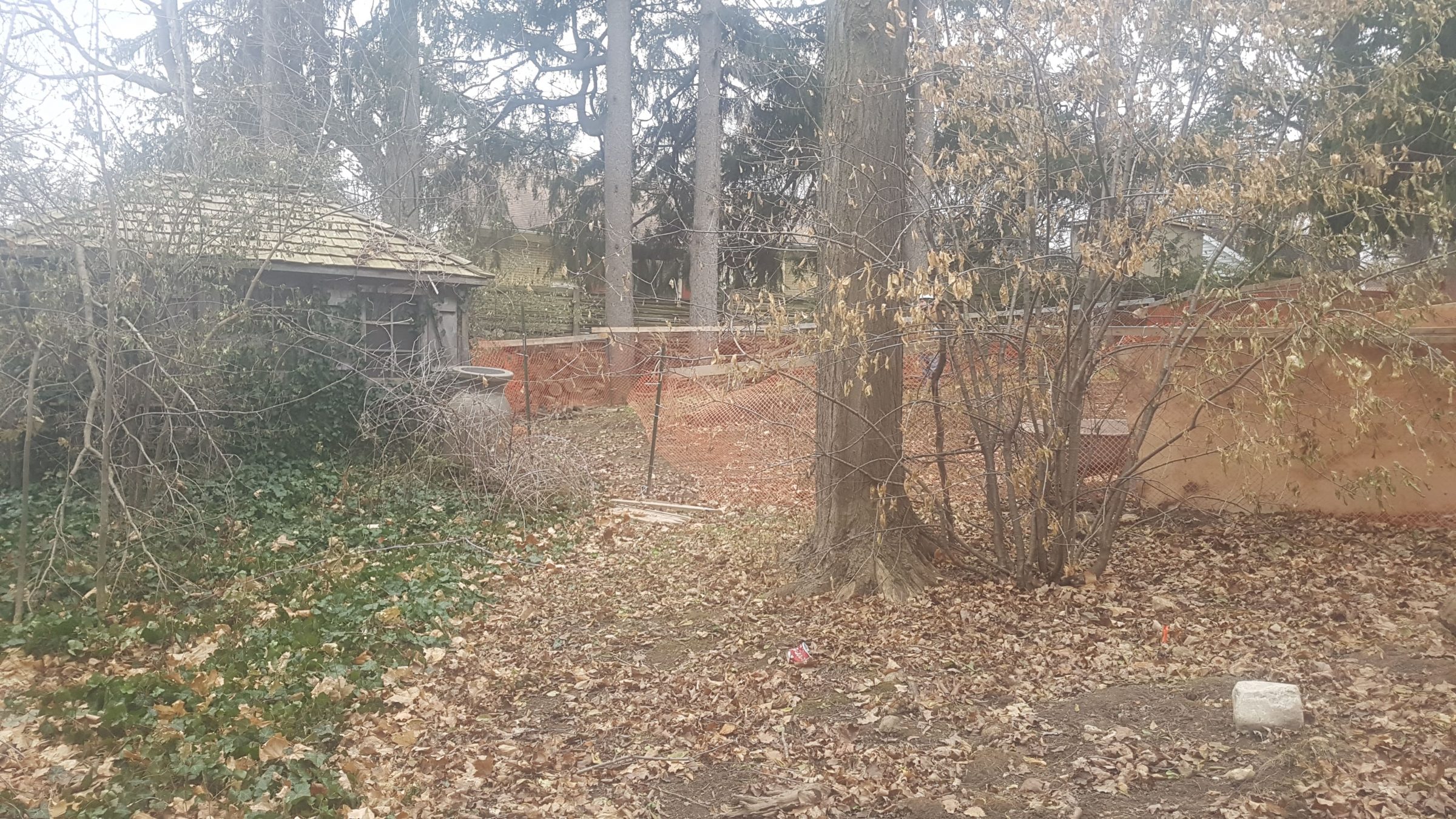 Overgrown backyard at The Junction in Guelph before landscaping, with mature trees, leaf-covered ground, and an unfinished rear yard.