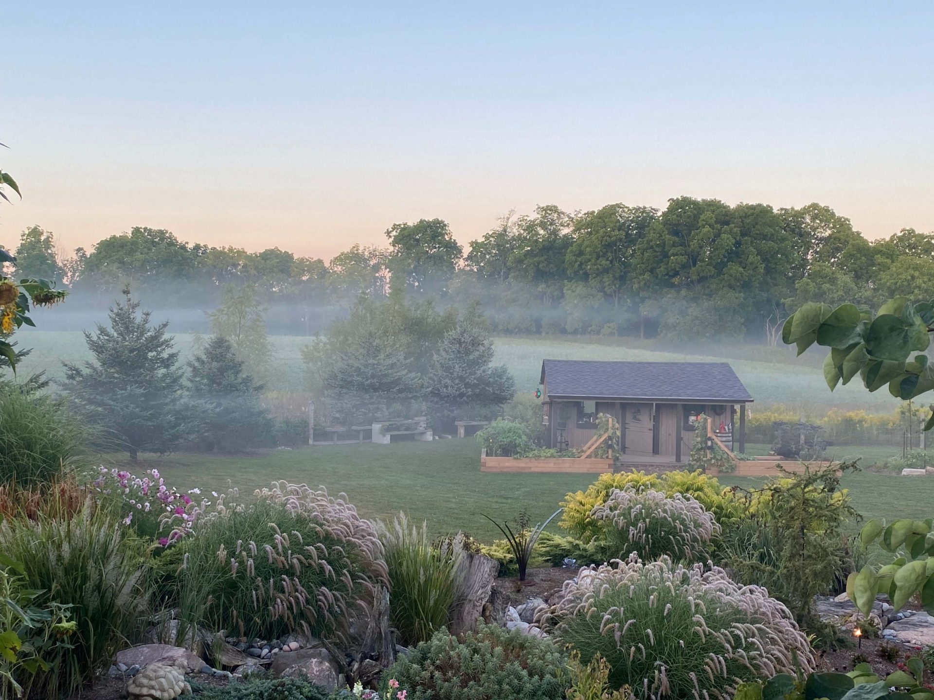 Misty morning view across the finished backyard with ornamental grasses, layered garden beds, and a small shed in the distance