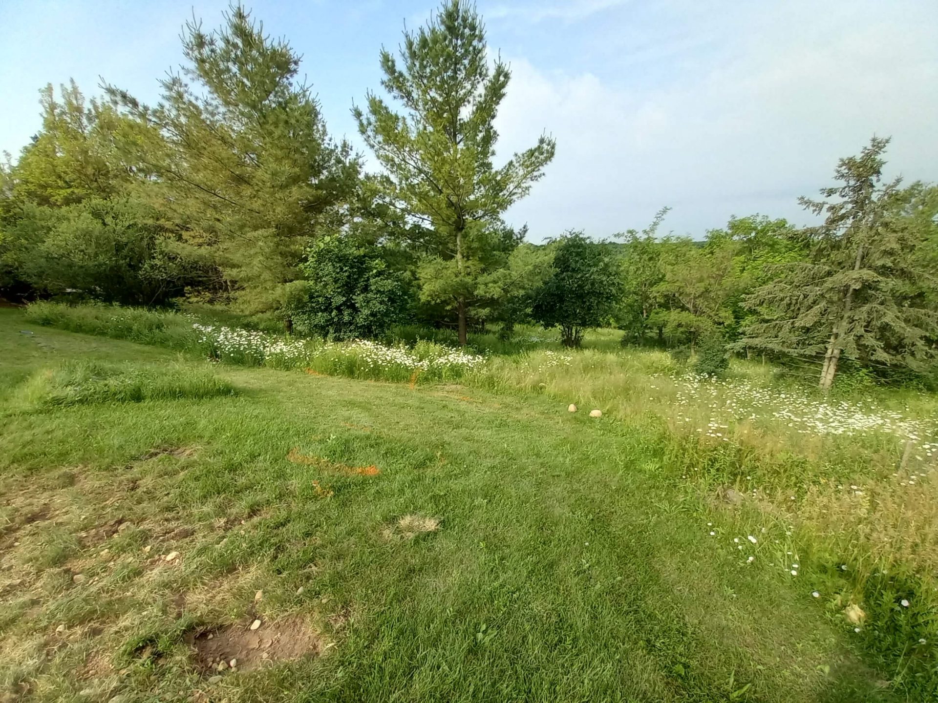 Sloped backyard with open lawn, naturalized edges, mature trees, and an undeveloped area before the plunge pond landscape project